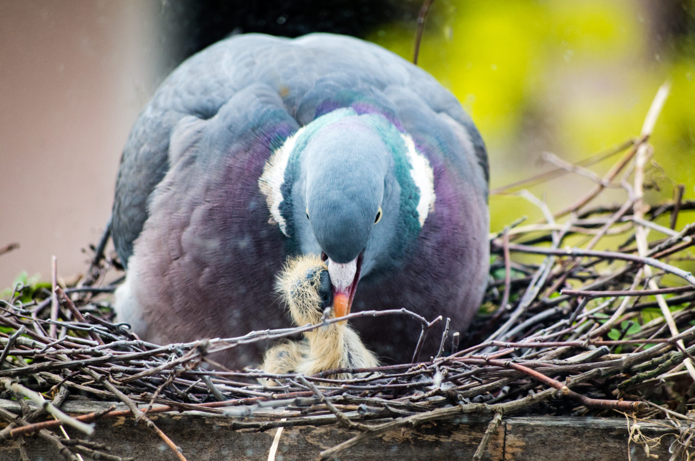 Nesting