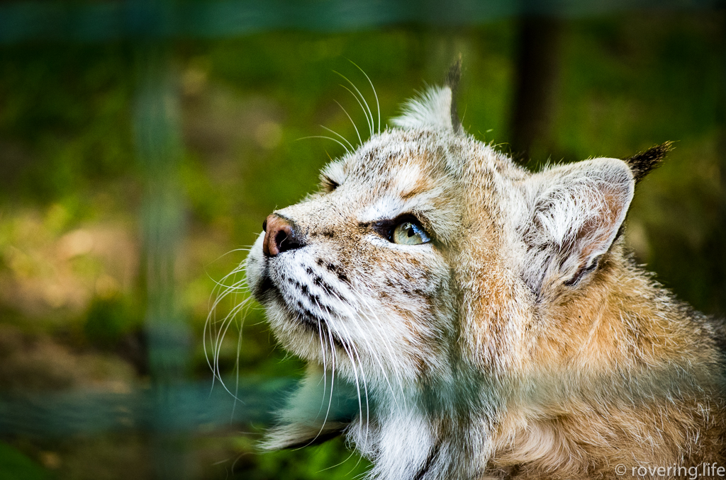 A trip to the zoo